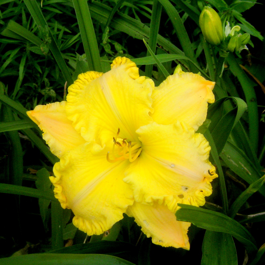 Hemerocallis 'Concrete Blonde' - Click Image to Close